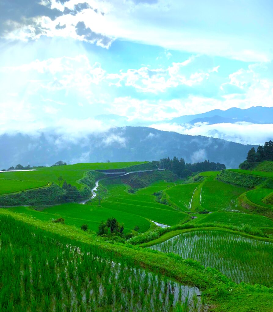 田舎 柴刈り③-2-894x1024.jpg