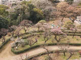 皆さんこんにちは〜👋👋
2024年に入り、早くも1ヶ月が経ちましたね！

高知城では梅が咲き始めました♪(2/3現在の様子)
ぜひ足を運んでみてください😁

#高知 #高知城 #高知の休日 #牧野博士の新休日 

Hi guys,
It’s been a month since 2024 started.

The plum blossoms are starting to bloom in Kochi Castle!(taken on 2/3)
Check them out if you have a chance 👍

#kochijapan #kochicastle #holidayinkochijapan